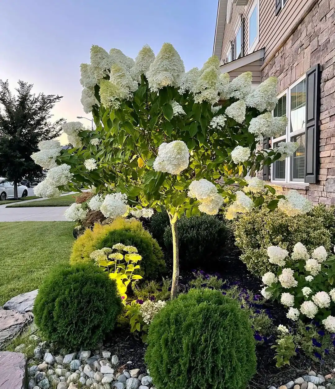 Limelight Hydrangea Landscaping