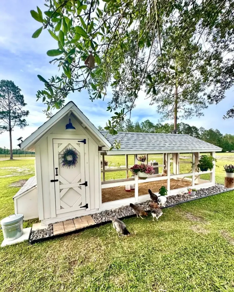 Backyard Chicken Coop