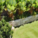 Tropical Backyard Ideas