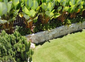 Tropical Backyard Ideas