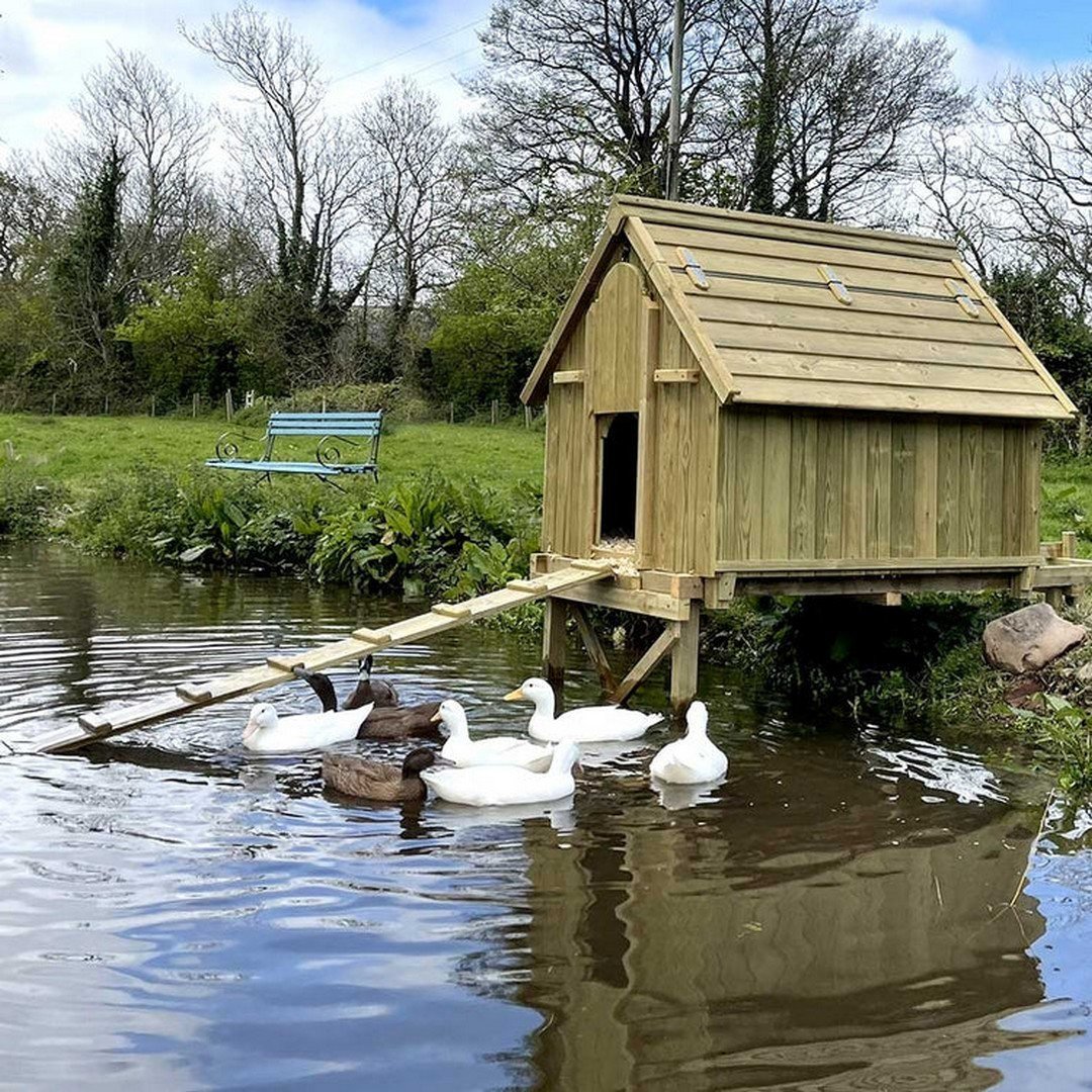 Duck Coop