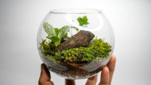 Terrarium Design Ideas