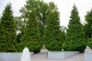 Arborvitae Landscaping Ideas