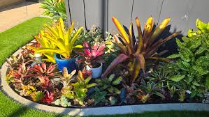 Bromeliads Landscaping Ideas