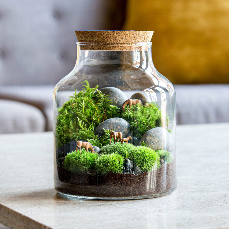 Plant Terrarium Ideas