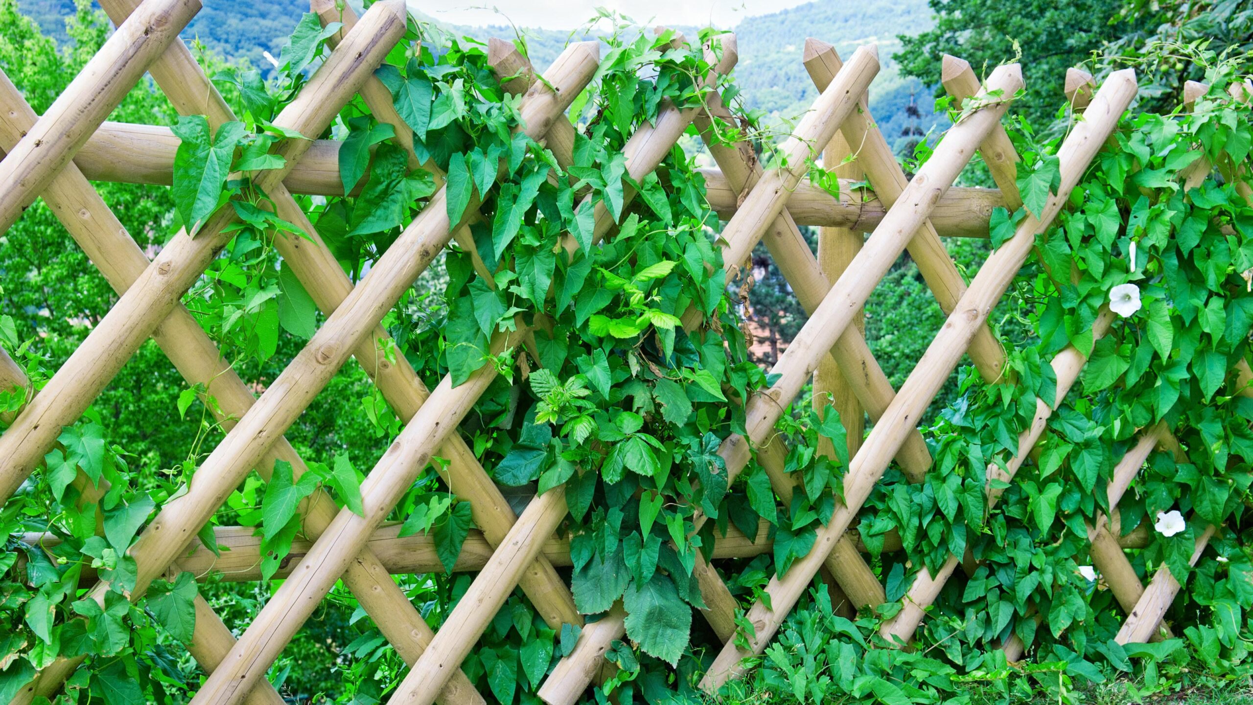 DIY Garden Fence Ideas