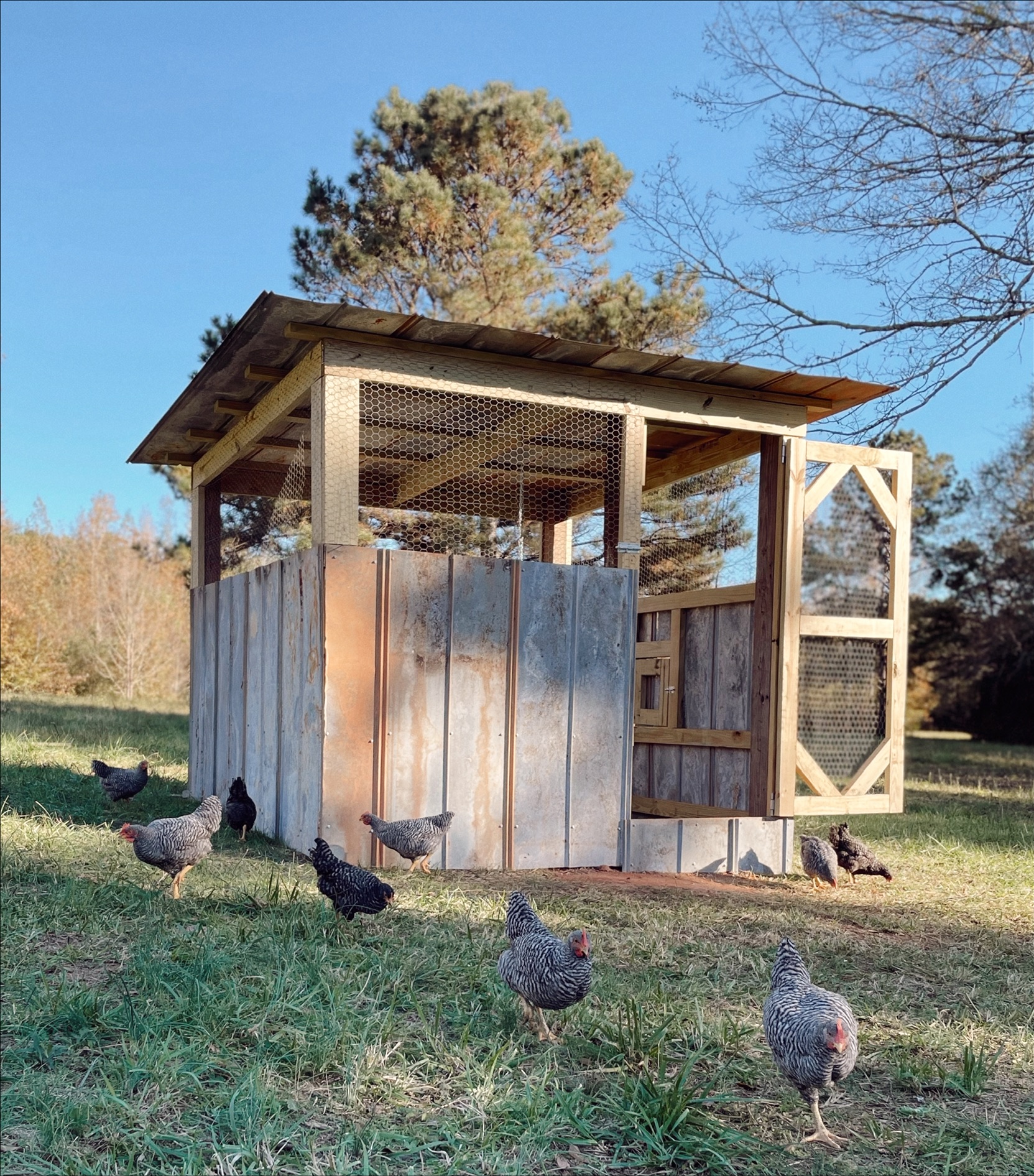 Homemade Chicken Coop Ideas