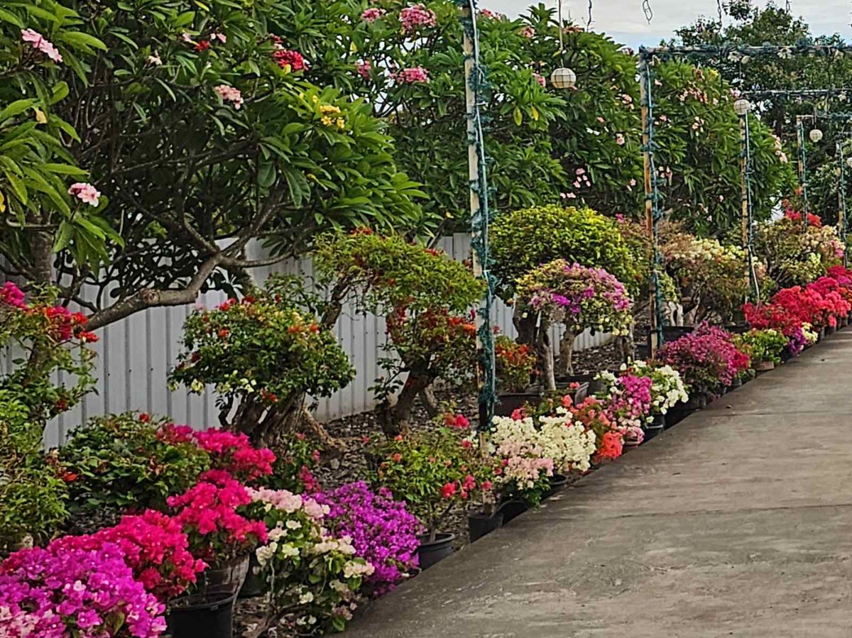 Bougainvillea Landscaping Ideas