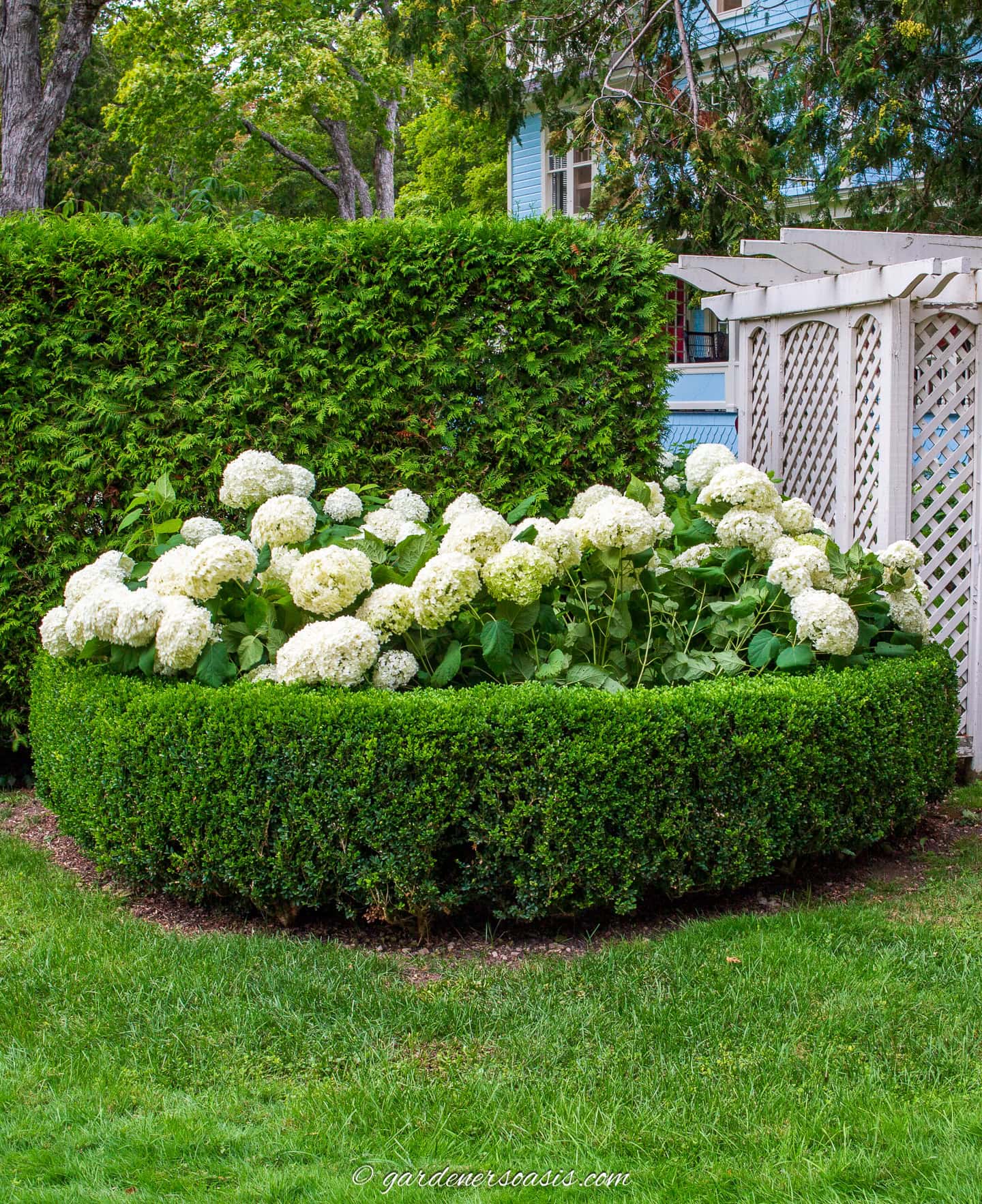 Boxwood Landscaping Ideas