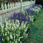 Salvia Plant Landscaping