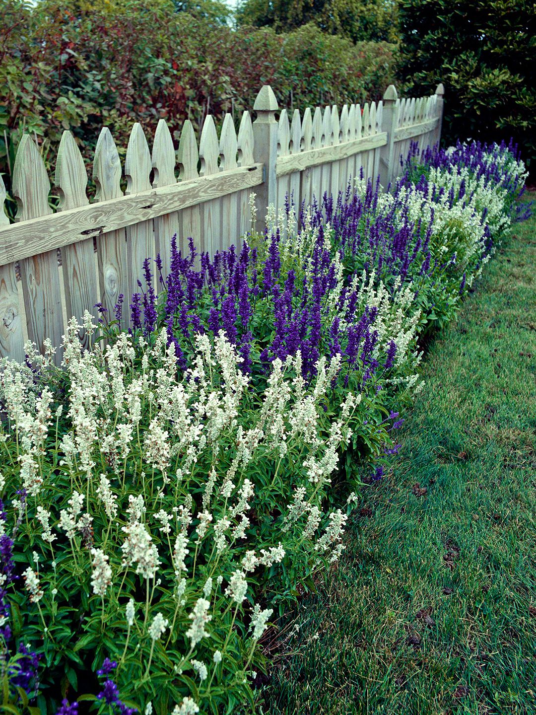 Salvia Plant Landscaping