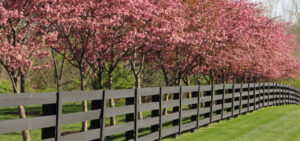 Split Rail Fence Landscaping